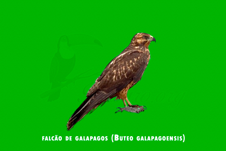 falcao de galapagos (Buteo galapagoensis)