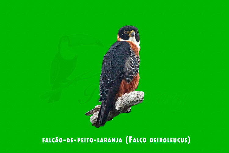 falcao-de-peito-laranja ( Falco deiroleucus)