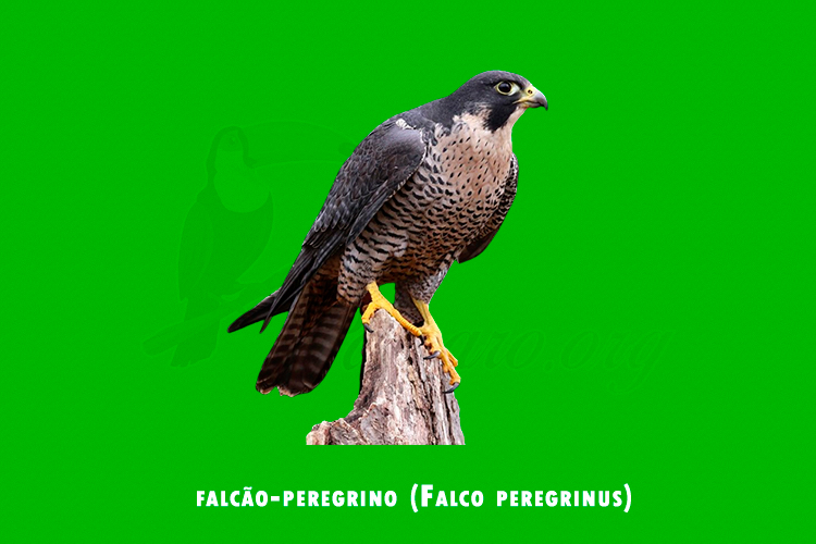 falcao-peregrino (Falco peregrinus)