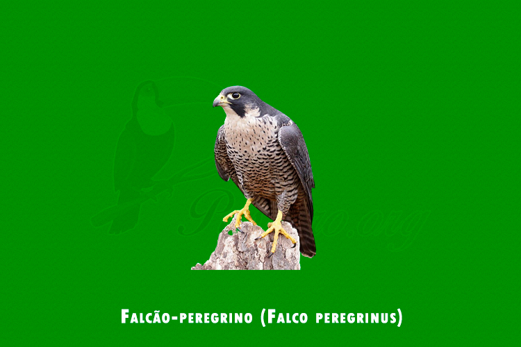 falcao-peregrino (falco peregrinus)