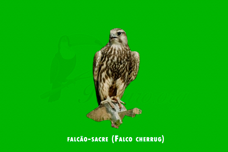 falcao-sacre (Falco cherrug)