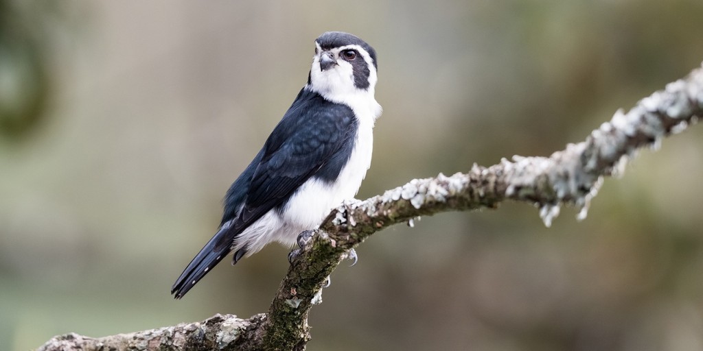 falconete bicolor 