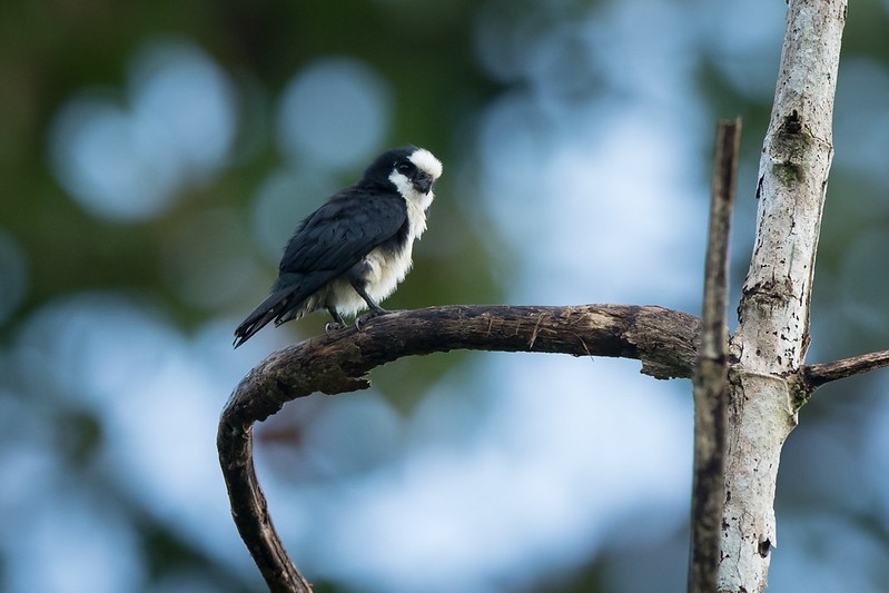 falconete bicolor 