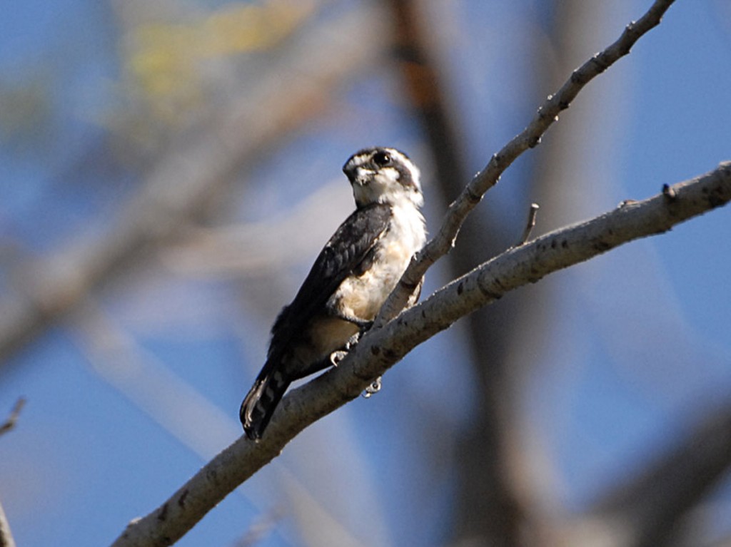 falconete bicolor 