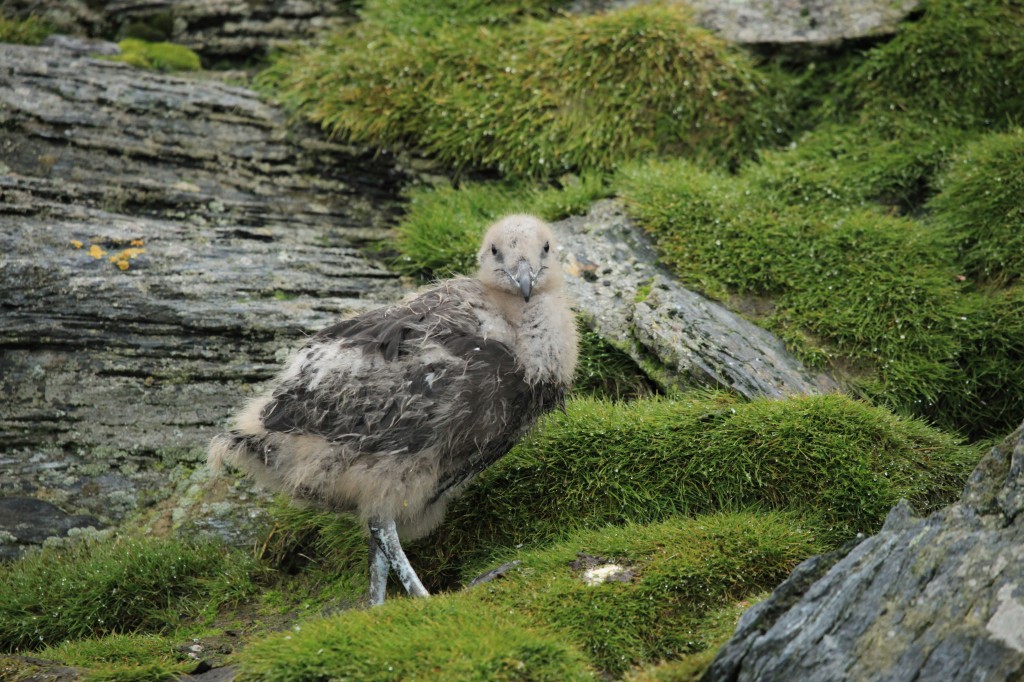 filhote de mandriao-antartico