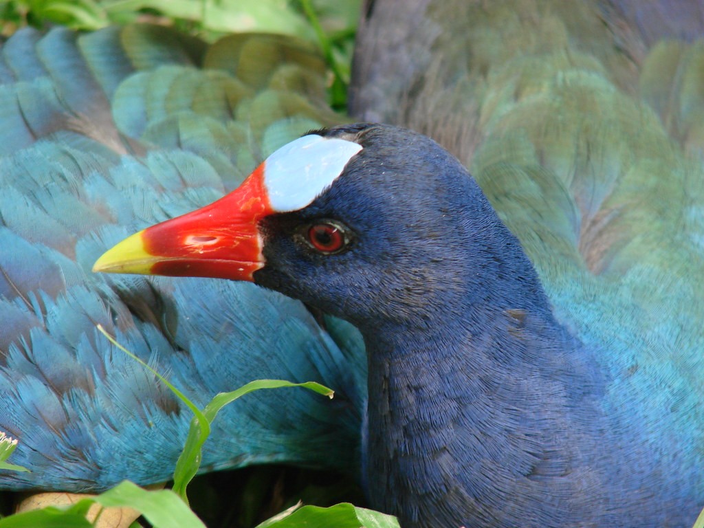 frango-de-agua-azul