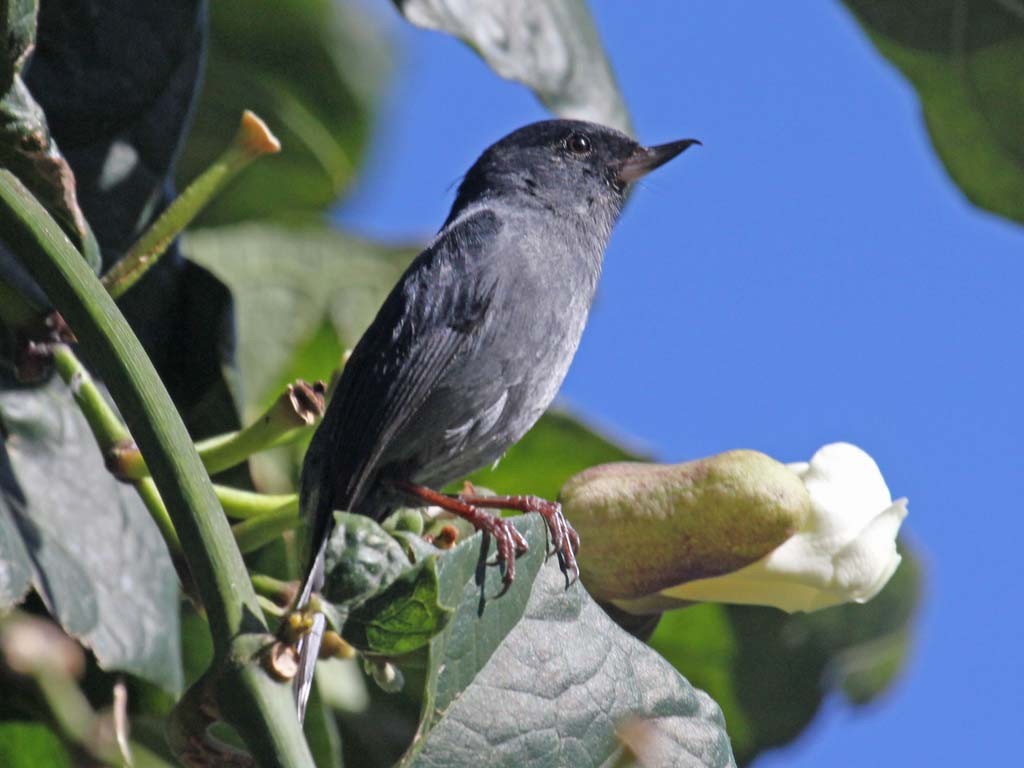 fura-flor-plumbeo