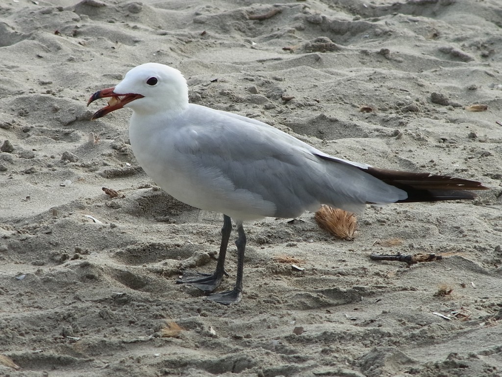 gaivota-de-audouin