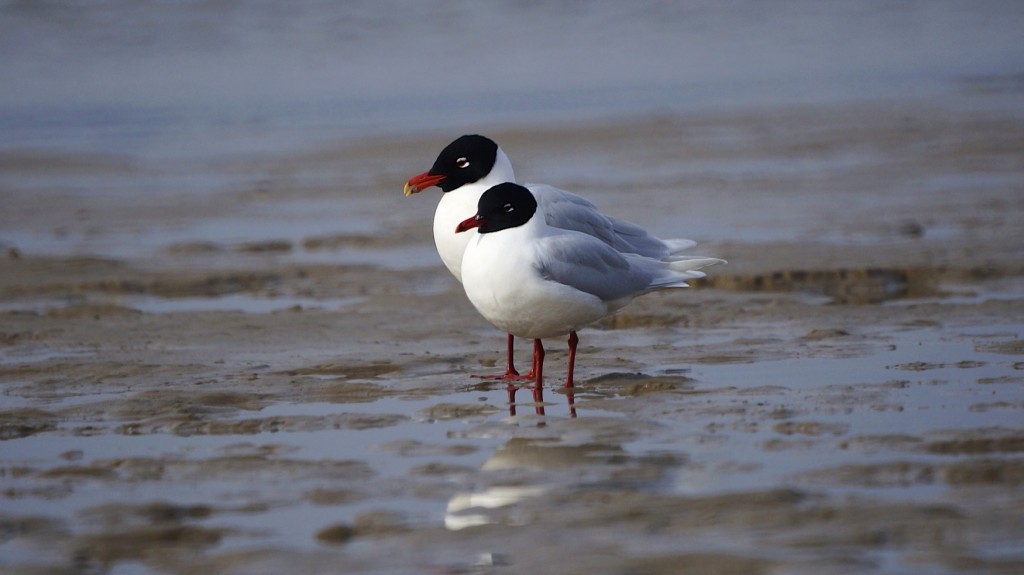 gaivota-de-cabeca-preta 