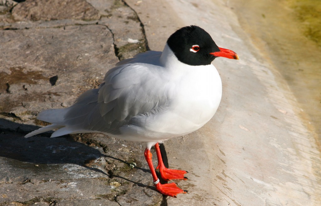 gaivota-de-cabeca-preta