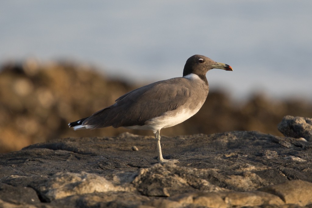 gaivota fuliginosa 