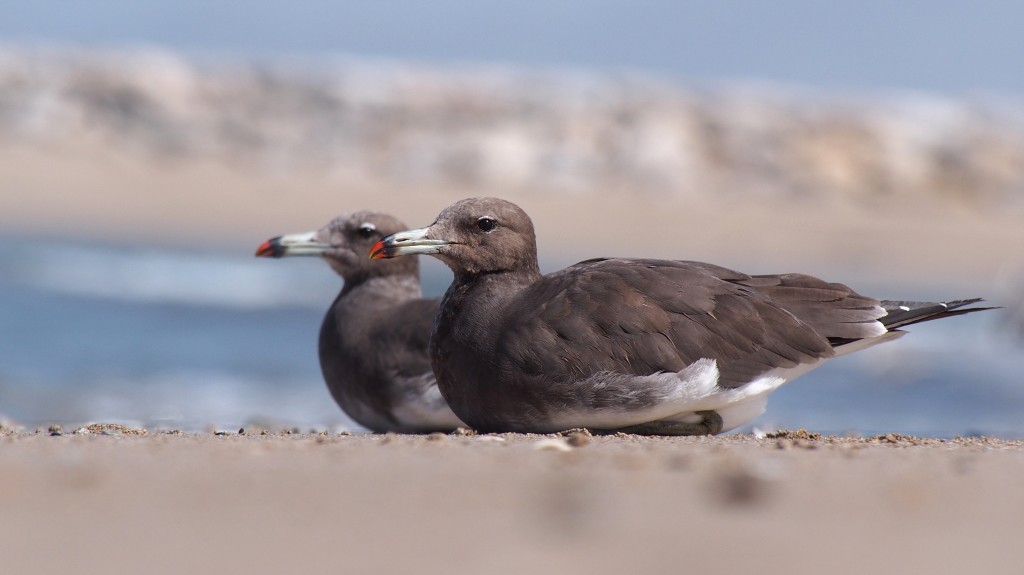 gaivota fuliginosa