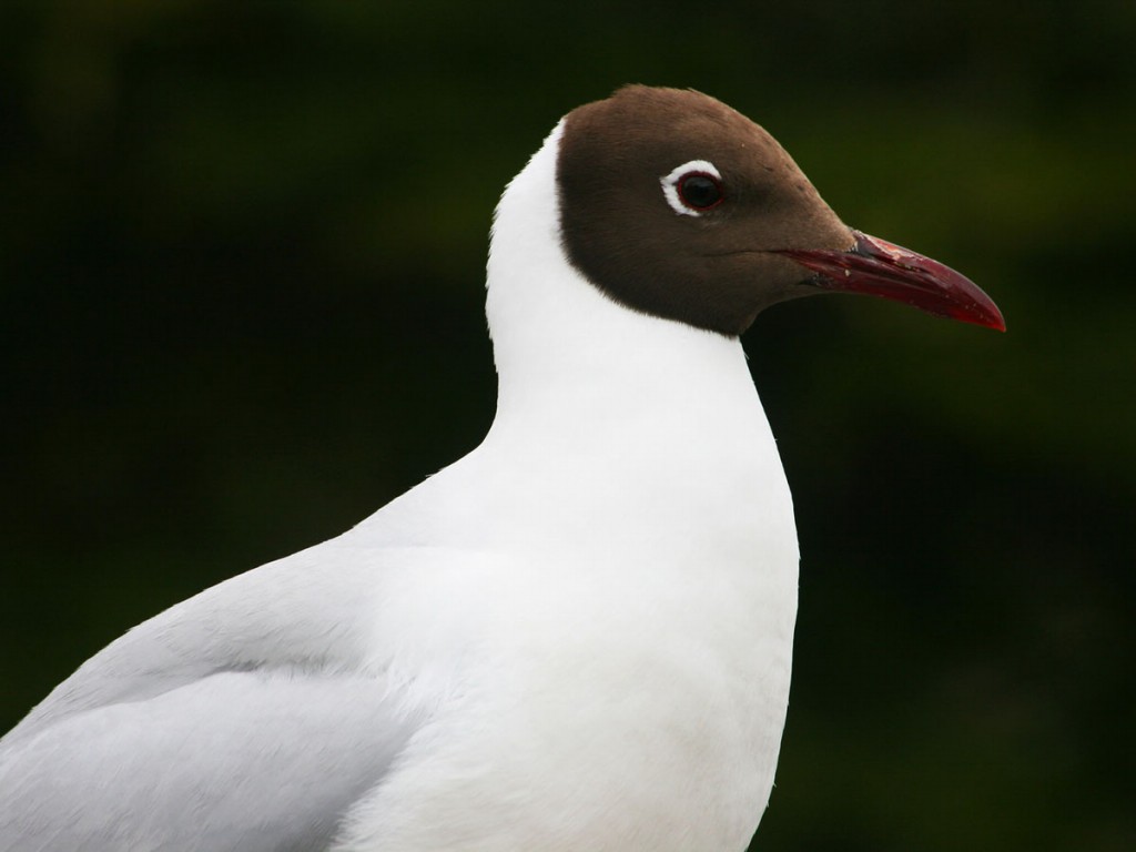 gaivota-maria-velha