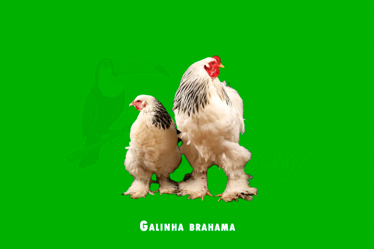 galinha brahama