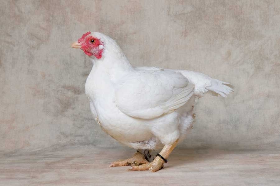  galinha cornish