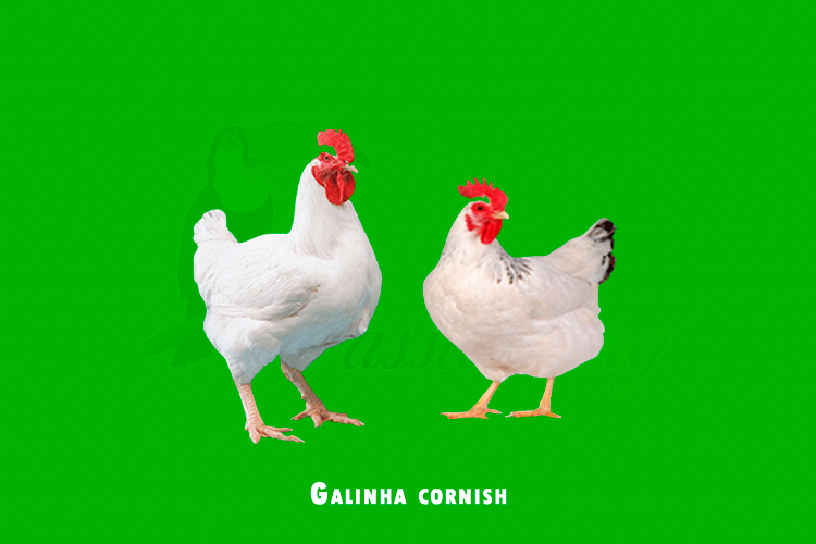 galinha cornish