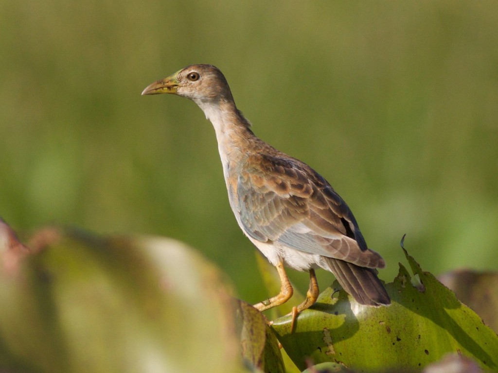 galinha d'água pequeno