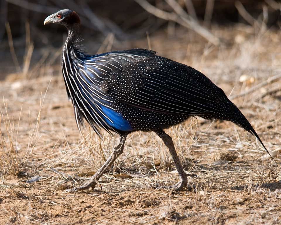 galinha-d’angola vulturina