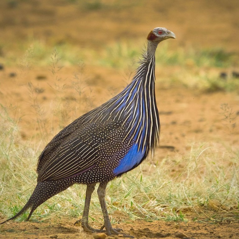 galinha-d’angola vulturina