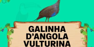 galinha d'angola vulturina