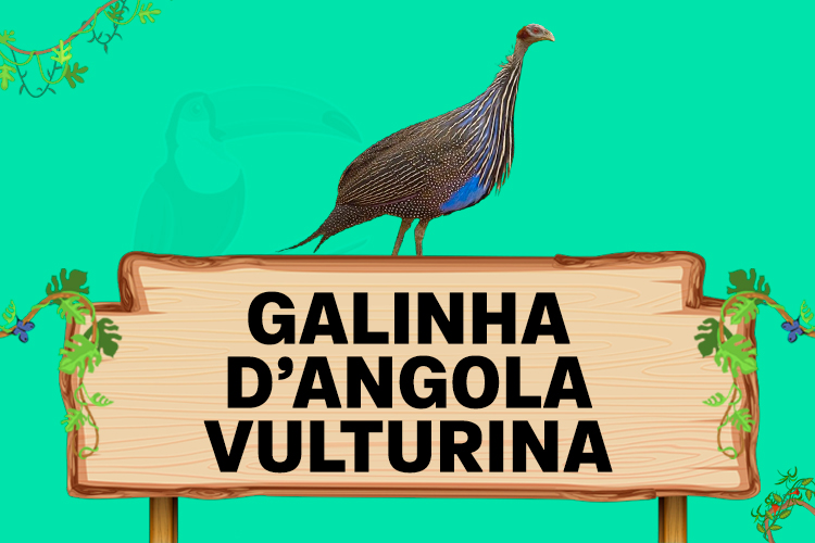 galinha d'angola vulturina