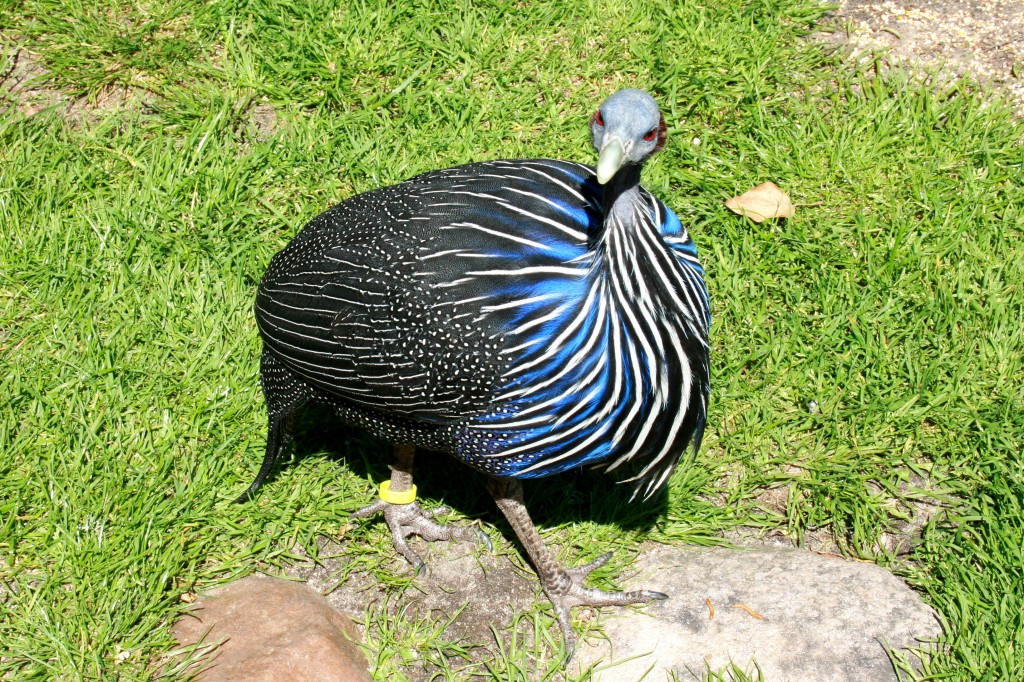 galinha-d’angola vulturina