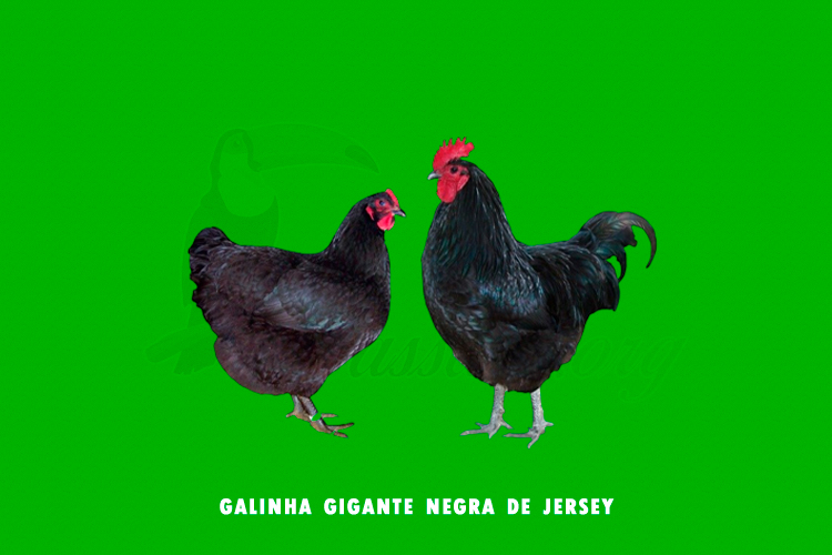 galinha gigante negra de jersey