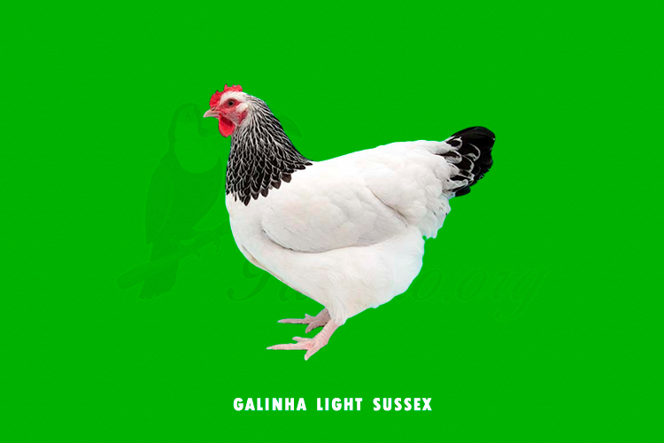 galinha light sussex