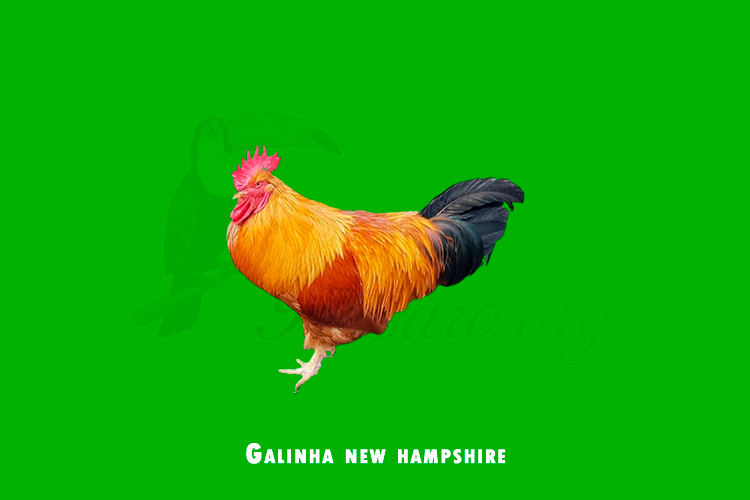 galinha new hampshire