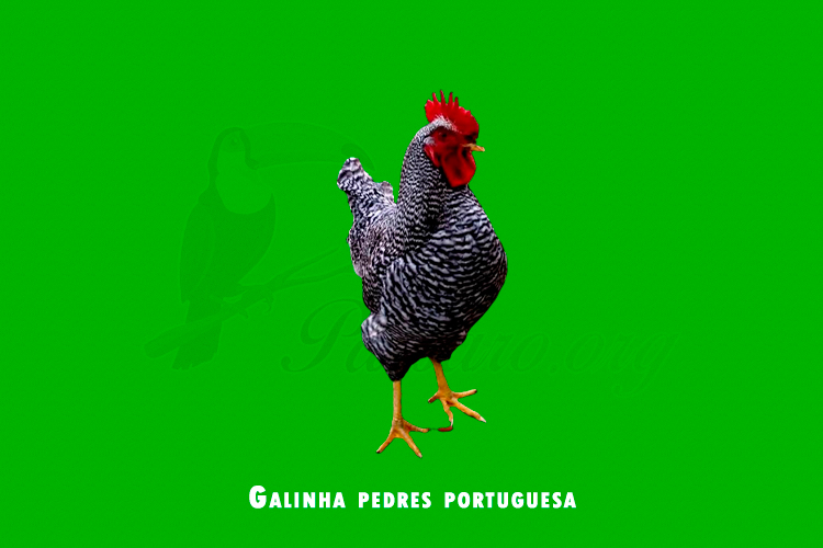 galinha pedres portuguesa