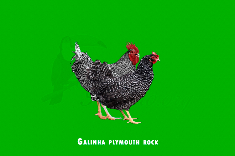 galinha plymouth Rock