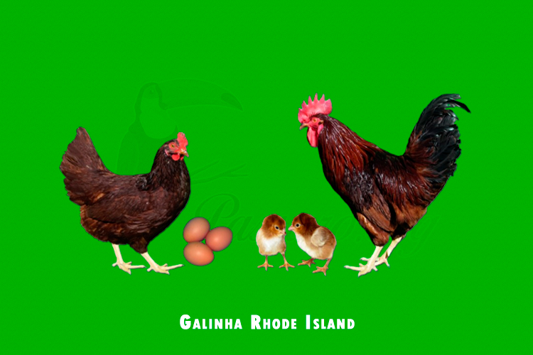 galinha rhode Island red