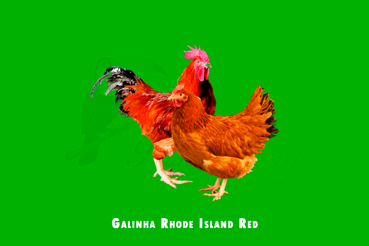 galinha rhode island red