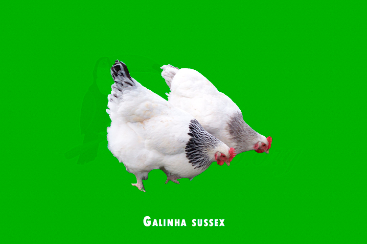 galinha sussex