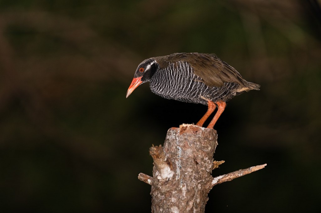 gallirallus okinawae