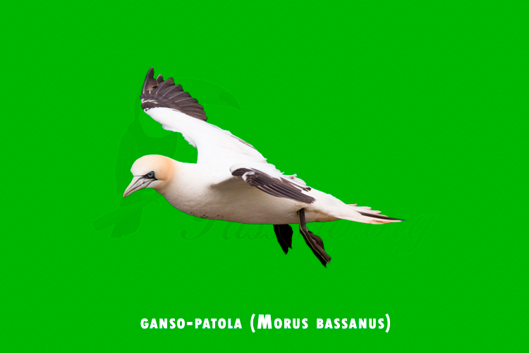 ganso-patola  (Morus bassanus)