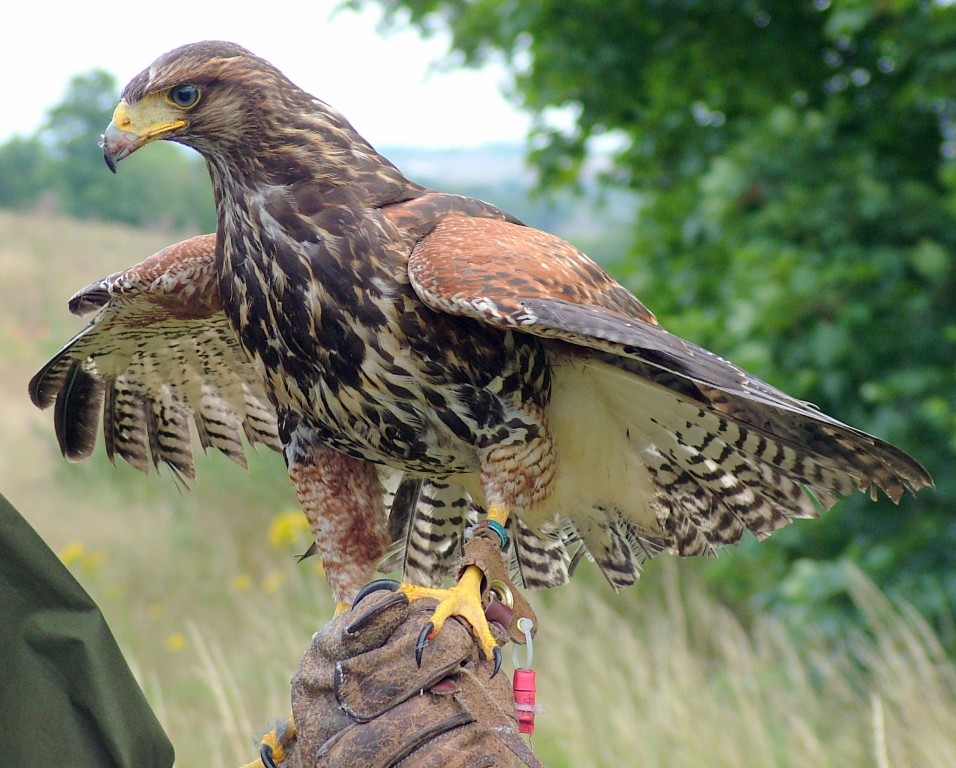 gaviao-asa-de-telha 