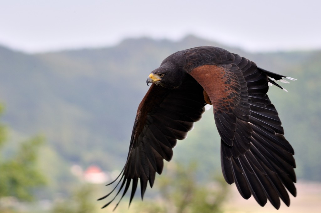 gaviao-asa-de-telha