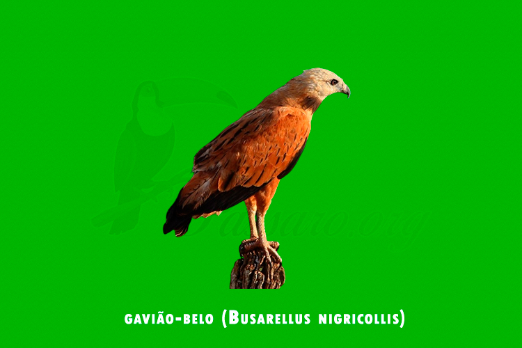 gaviao-belo (Busarellus nigricollis )