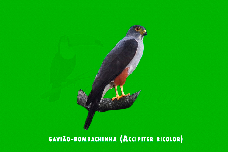 gaviao-bombachinha ( Accipiter bicolor)