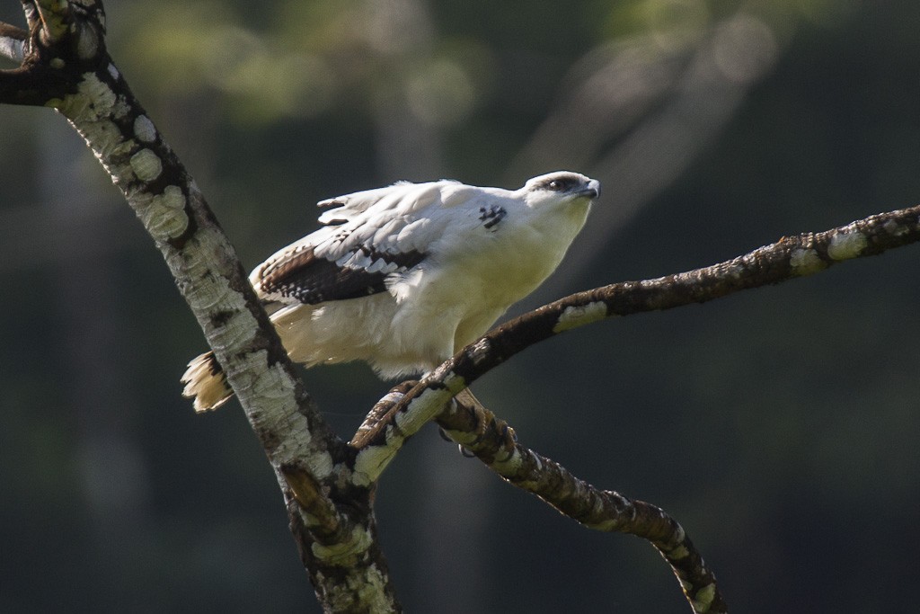 gaviao-branco