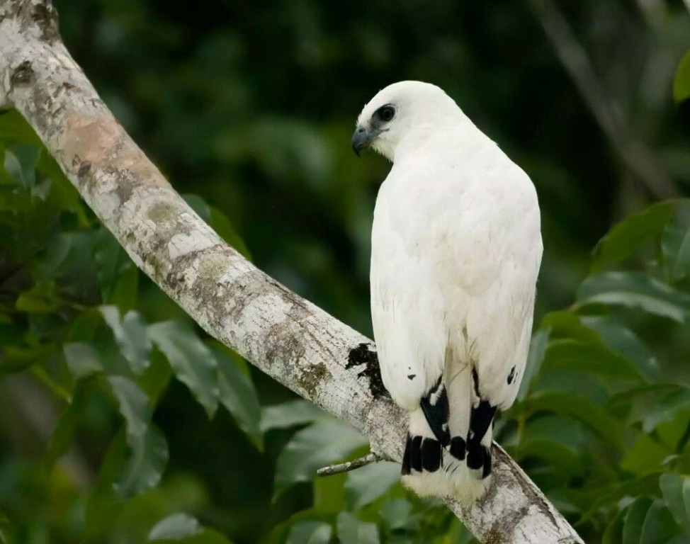 gaviao-branco