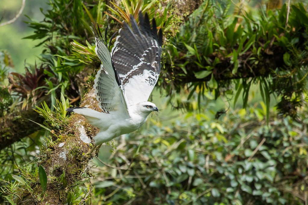 gaviao-branco