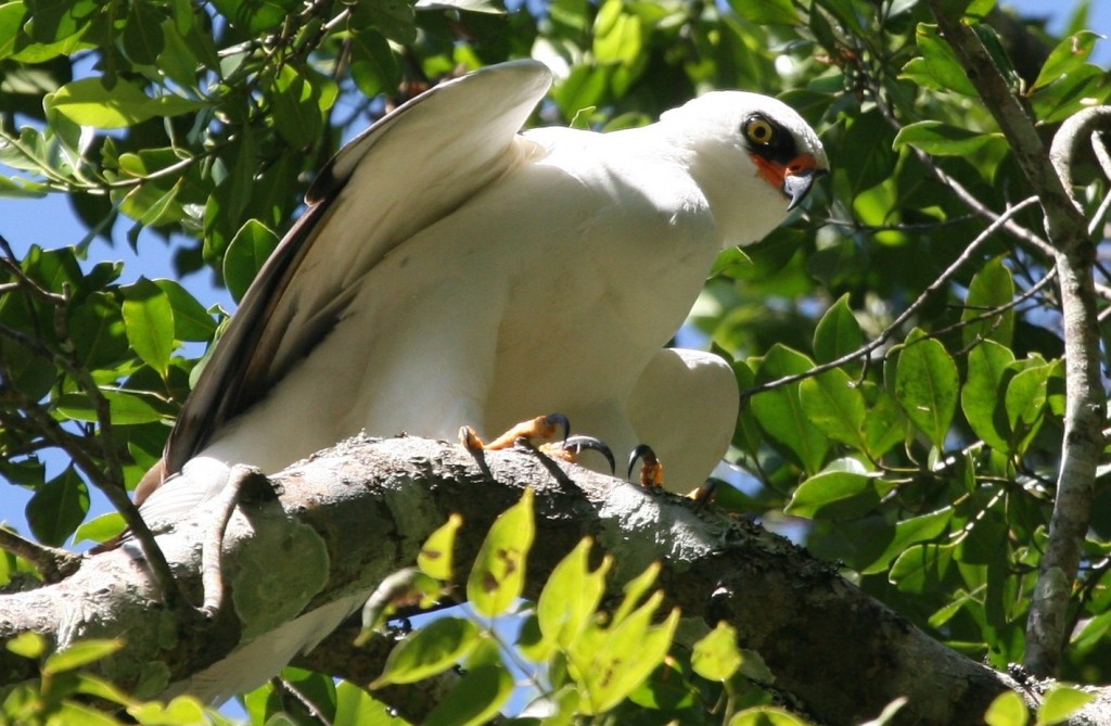 gaviao-branco