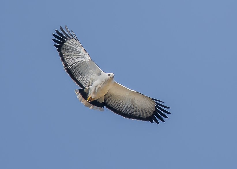 gaviao-branco