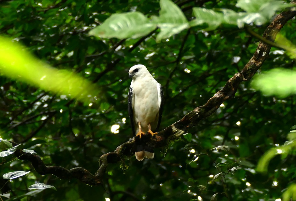 gaviao-branco