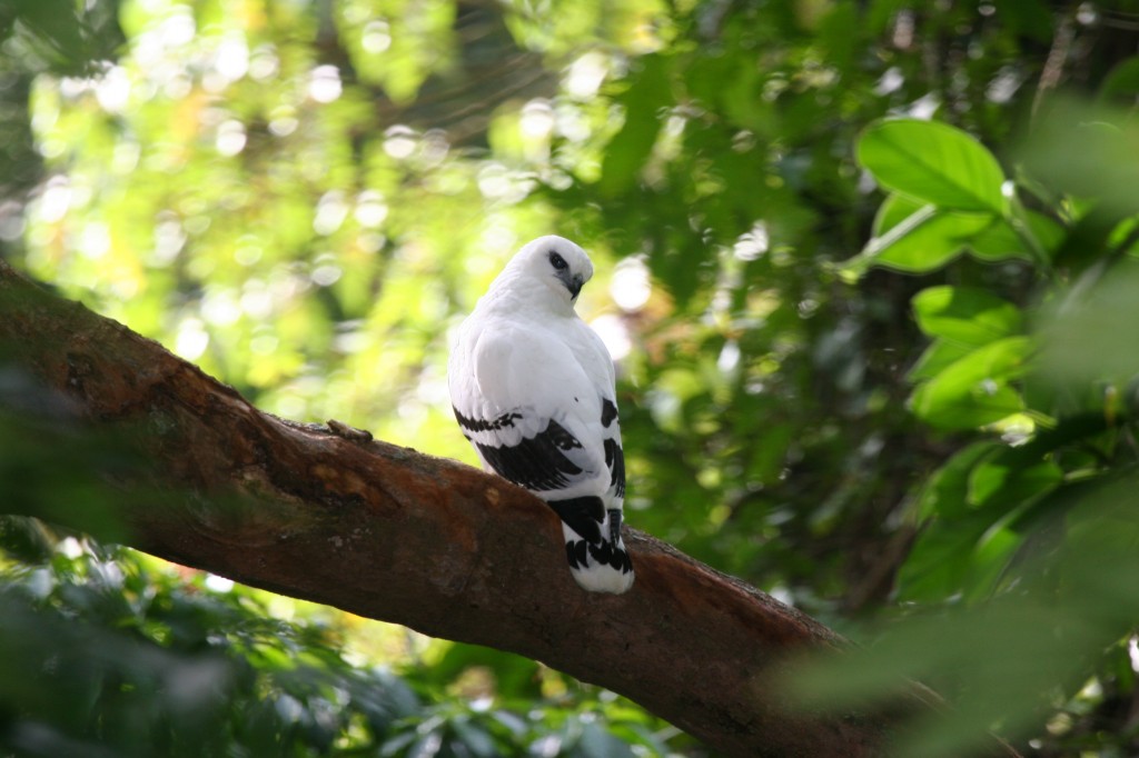 gaviao-branco