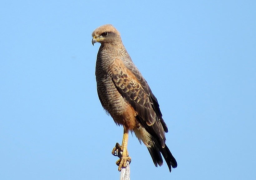 gaviao-caboclo