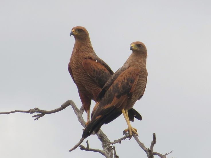 gaviao-caboclo