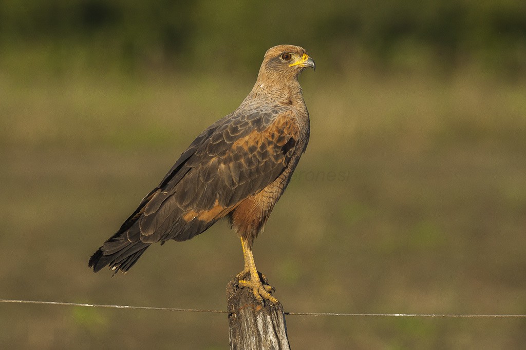 gaviao-caboclo